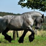 Лошади породы брабансон
