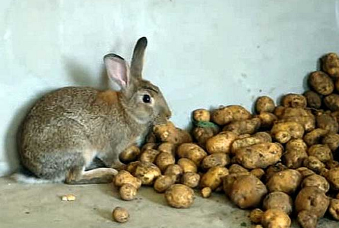 Можно ли кормить кроликов сырой картошкой зимой