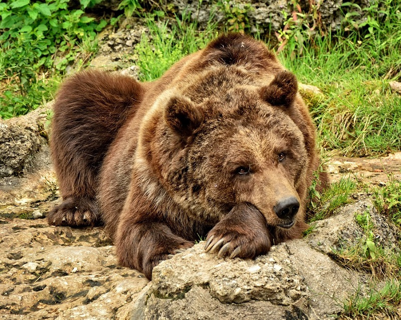 Описание Бурого Медведя из Красной Книги