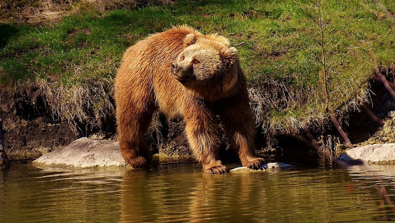 Описание Бурого Медведя из Красной Книги