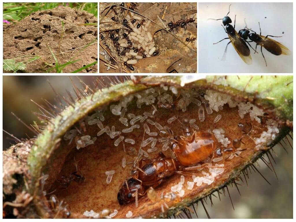 Фараоновые муравьи гнездо. Матка фараоновых муравьев. Матка рыжих муравьев. Матка фараоновых муравьев фото.