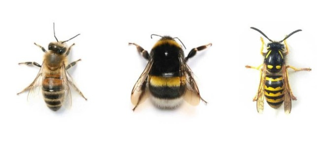 Оса, пчела, шмель и шершень – отличия
