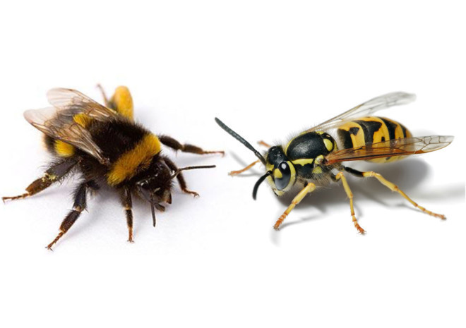 Оса, пчела, шмель и шершень – отличия
