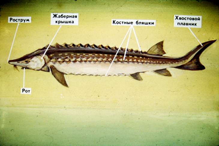 Особенности рыби белуги