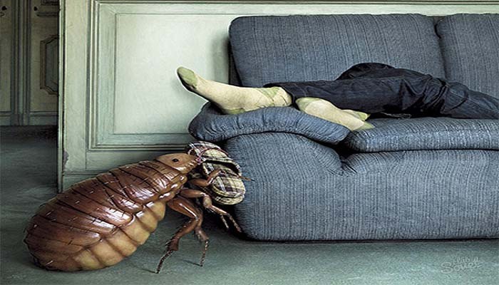 Откуда берутся тараканы в доме