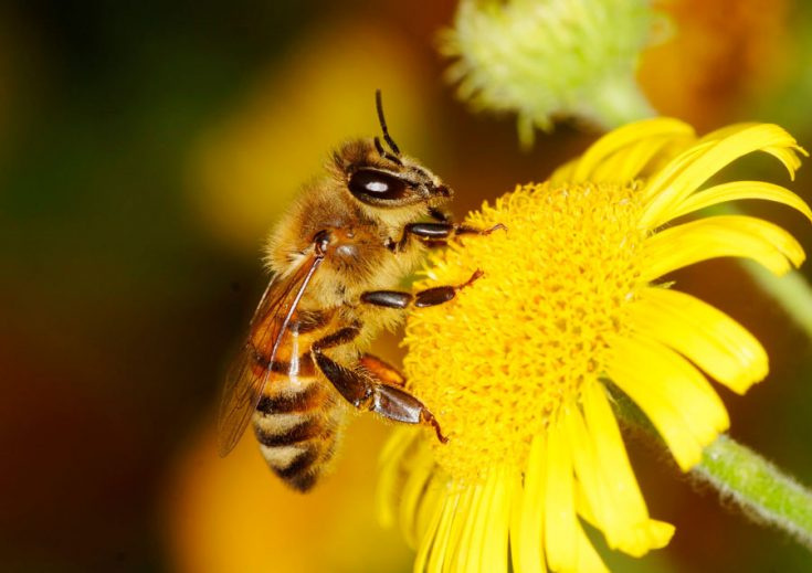 Отличия шмеля от пчелы и осы