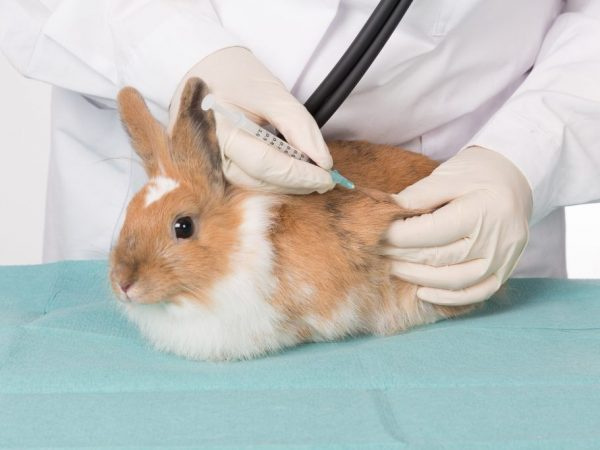 Перечень лекарств для кроликов
