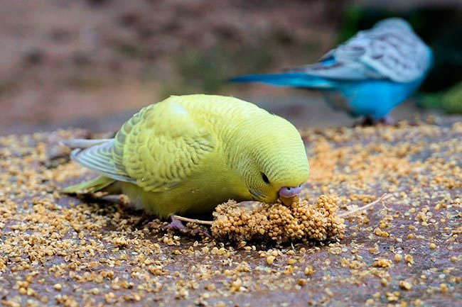 Питание волнистого попугая