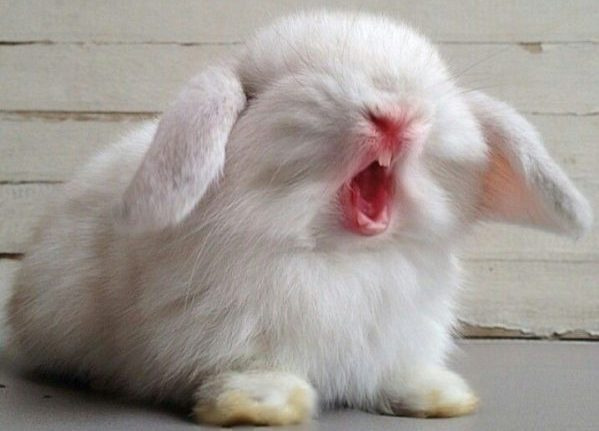 Почему декоративный кролик кусается, агрессия у кроликов
