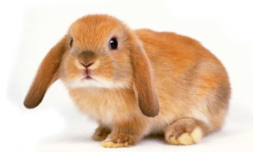 Почему декоративный кролик кусается, агрессия у кроликов