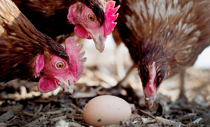 Почему куры клюют свои яйца