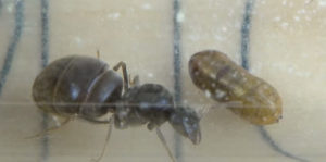 Почему муравьи умирают в муравьиной ферме
