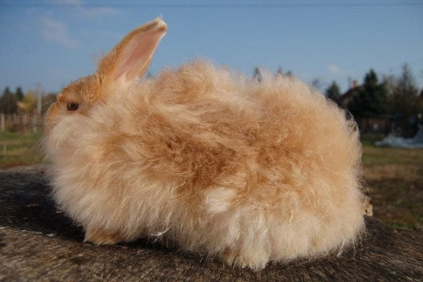 Порода Ангорского кролика