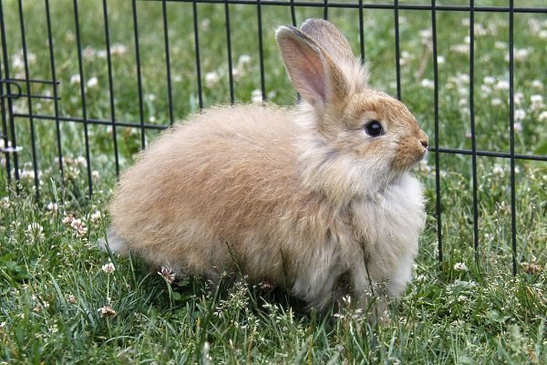 Порода Ангорского кролика