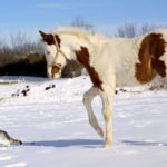 Порода лошади американский пейнтхорс