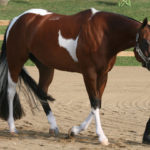 Порода лошади американский пейнтхорс