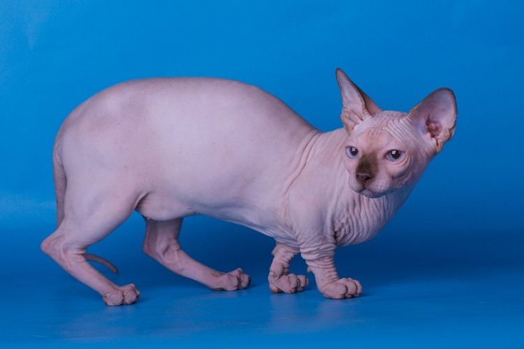Порода лысых кошек Эльф из группы сфинксов