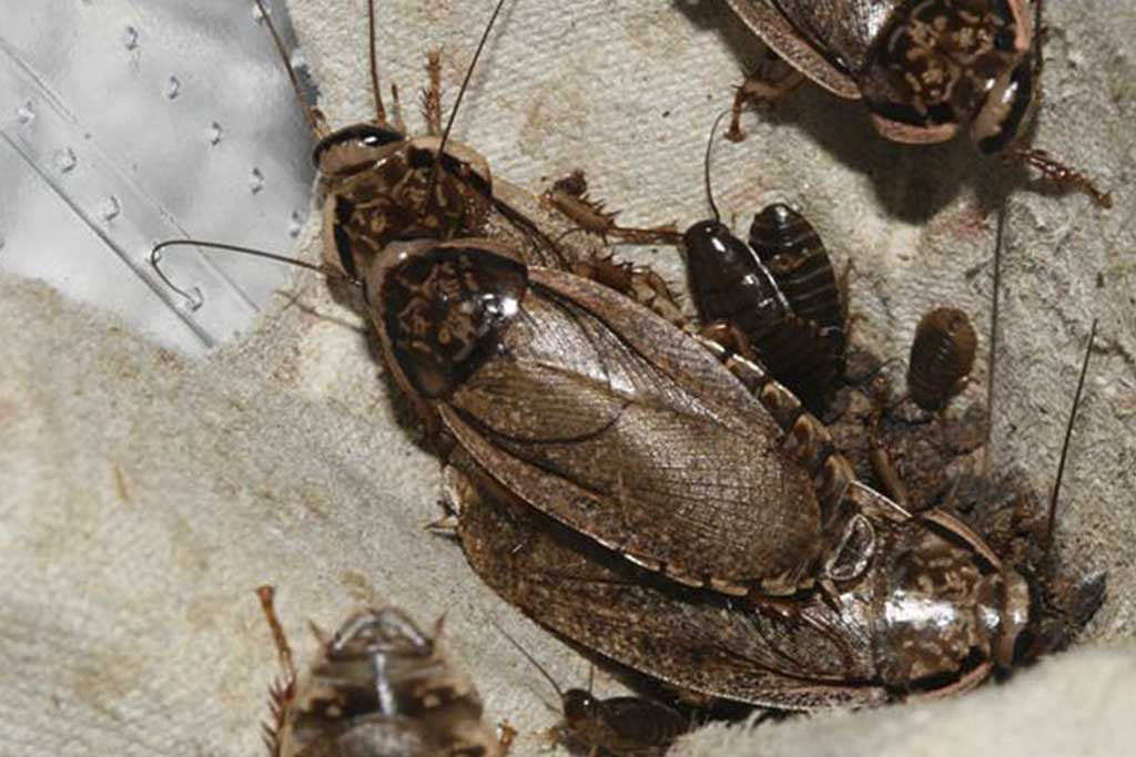 Продолжительность жизни таракана