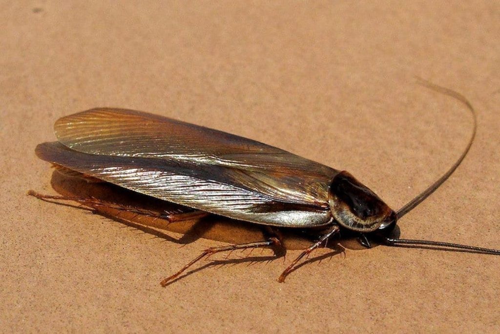 Продолжительность жизни таракана
