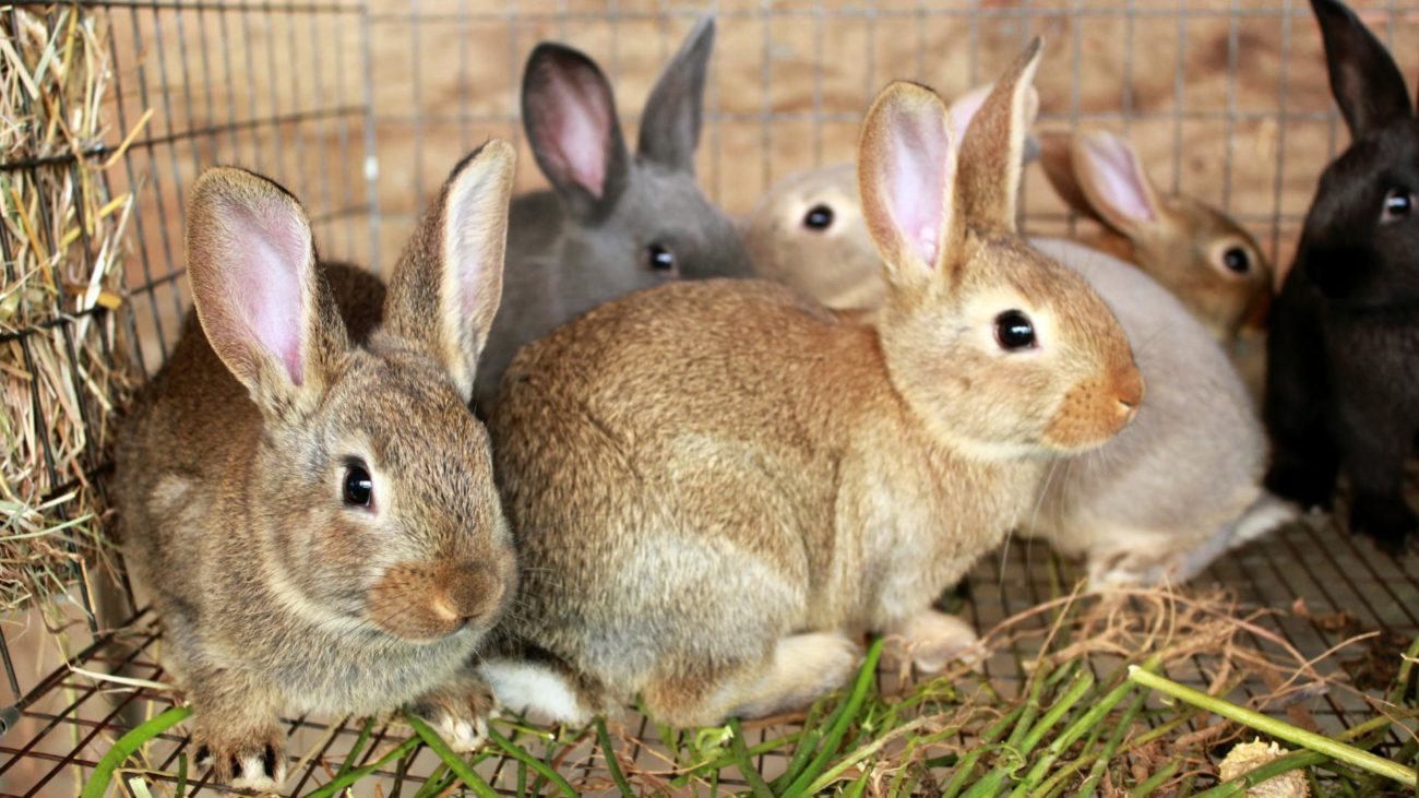 Разведение кроликов