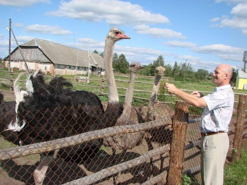 Разведение страусов – бизнес для начинающих и опытных предпринимателей