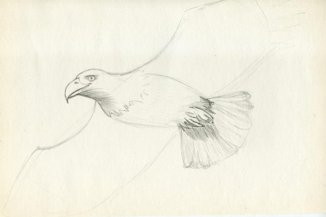 Рисунки карандашом поэтапно птица в полете