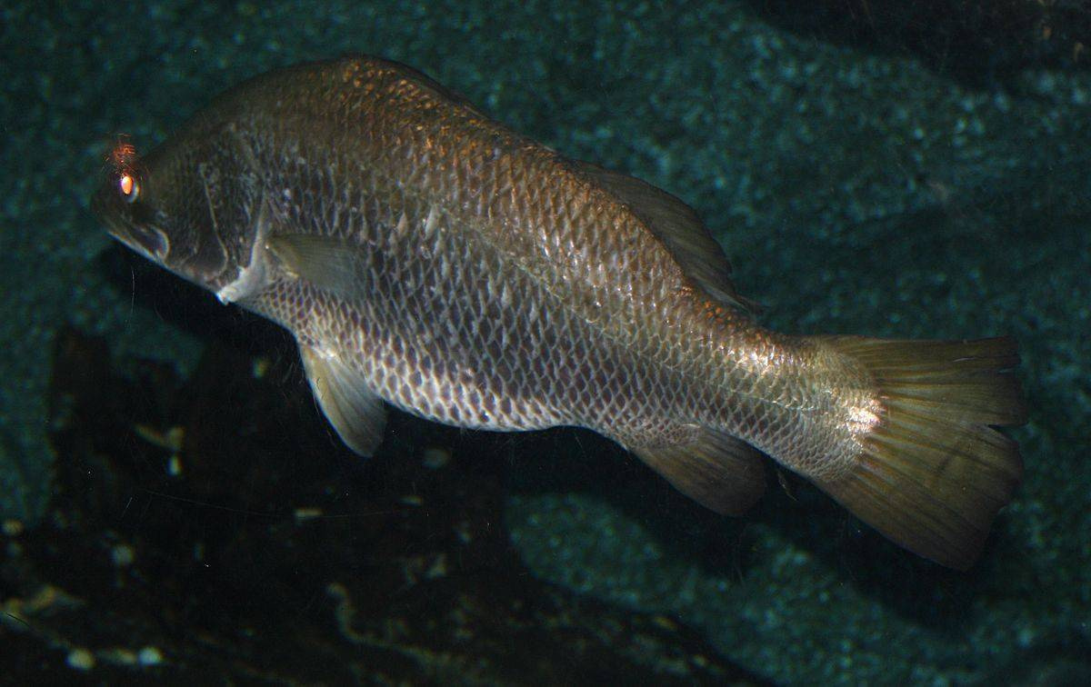 Рыба Барамунди