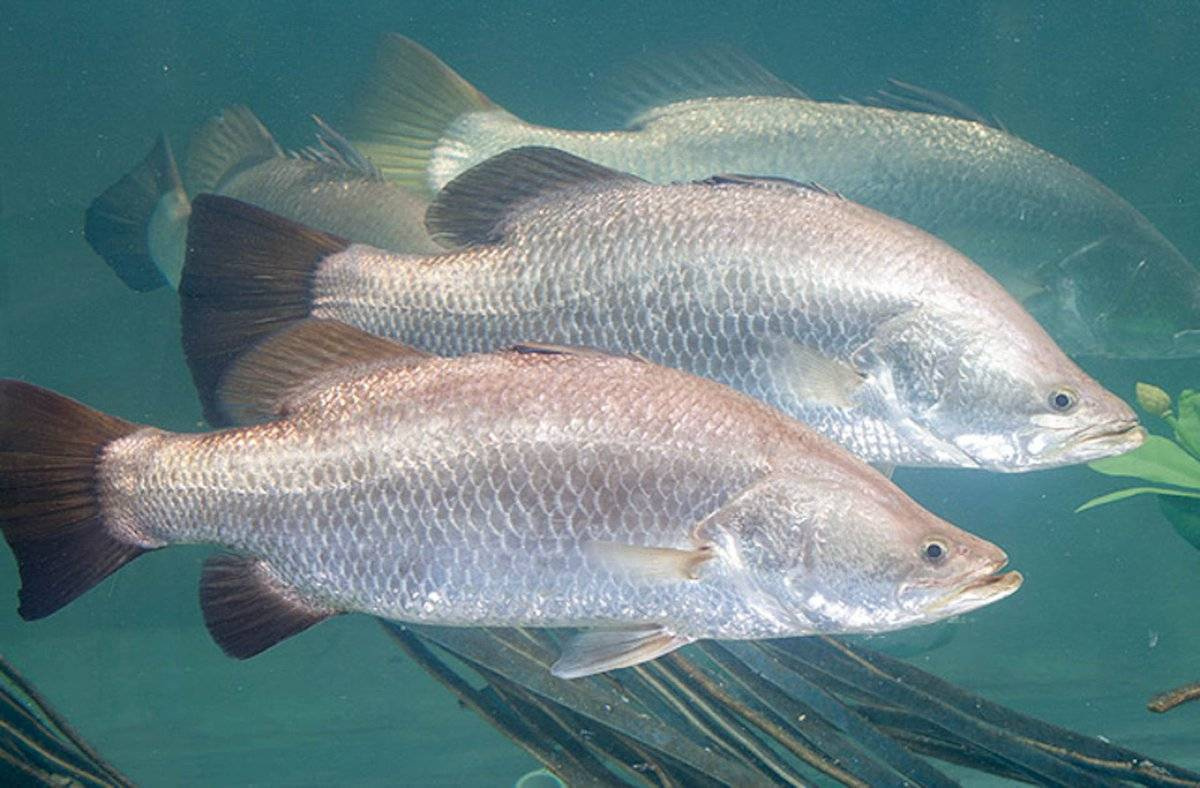 Рыба Барамунди