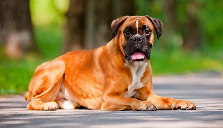 Самые опасные породы собак в мире