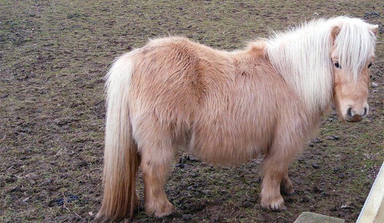 Шетлендский пони