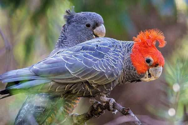 Сколько живут попугаи какаду в домашних условиях