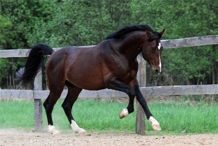ТОП-15 самых дорогих лошадей в мире