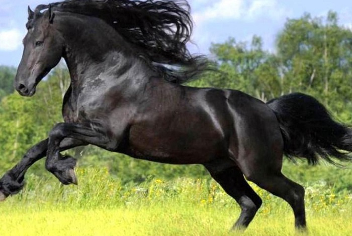 ТОП-15 самых дорогих лошадей в мире