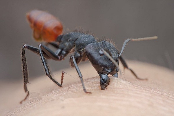 Укус муравья
