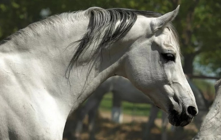 Верховые породы лошадей: название, описание и фото