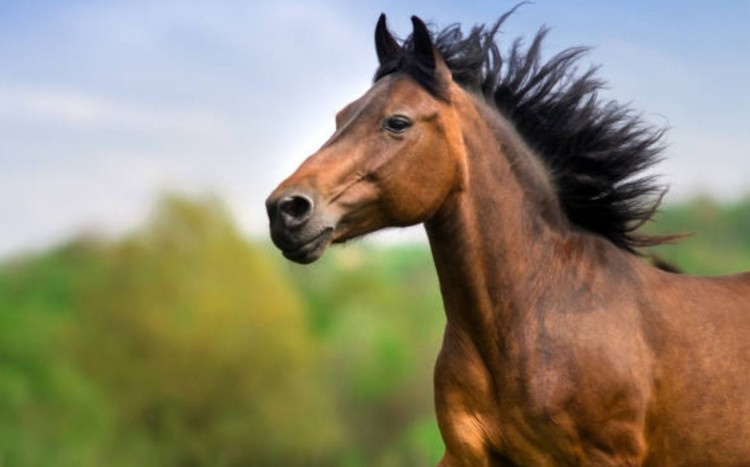 Верховые породы лошадей: название, описание и фото