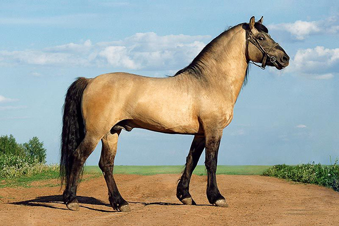 Вятская лошадь