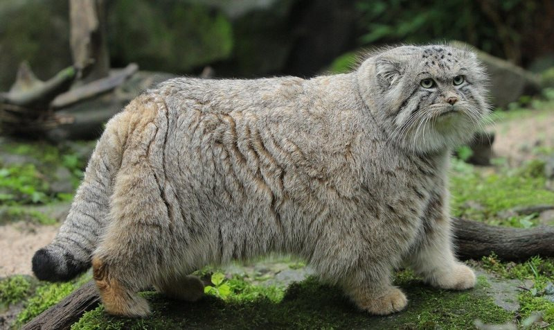 10 редких видов животных в России