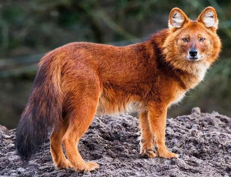 10 редких видов животных в России