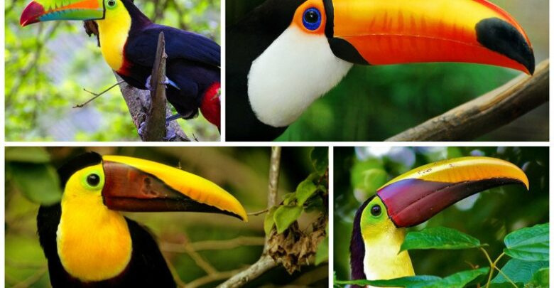 15 птиц с невероятными клювами