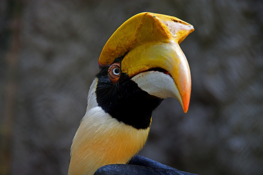 15 птиц с невероятными клювами