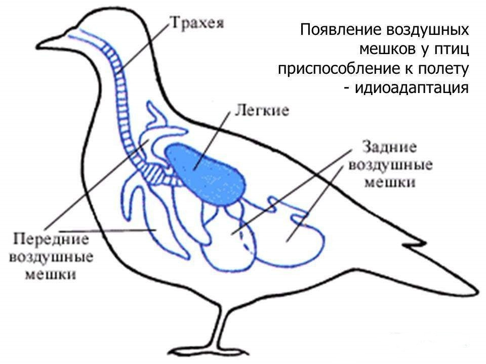 Анатомия птиц