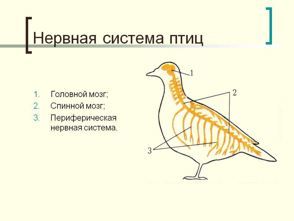 Анатомия птиц