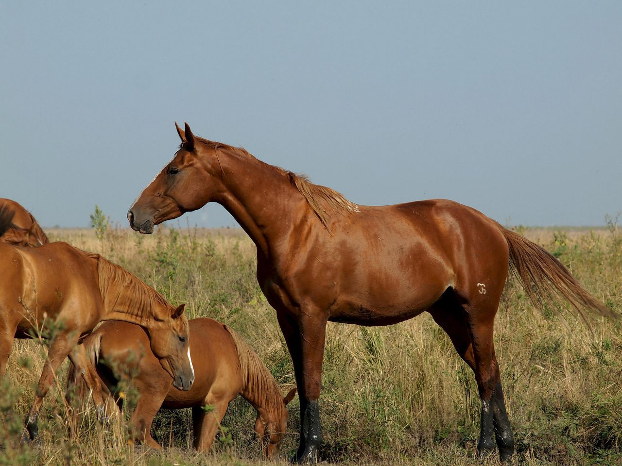 Будённовские лошади
