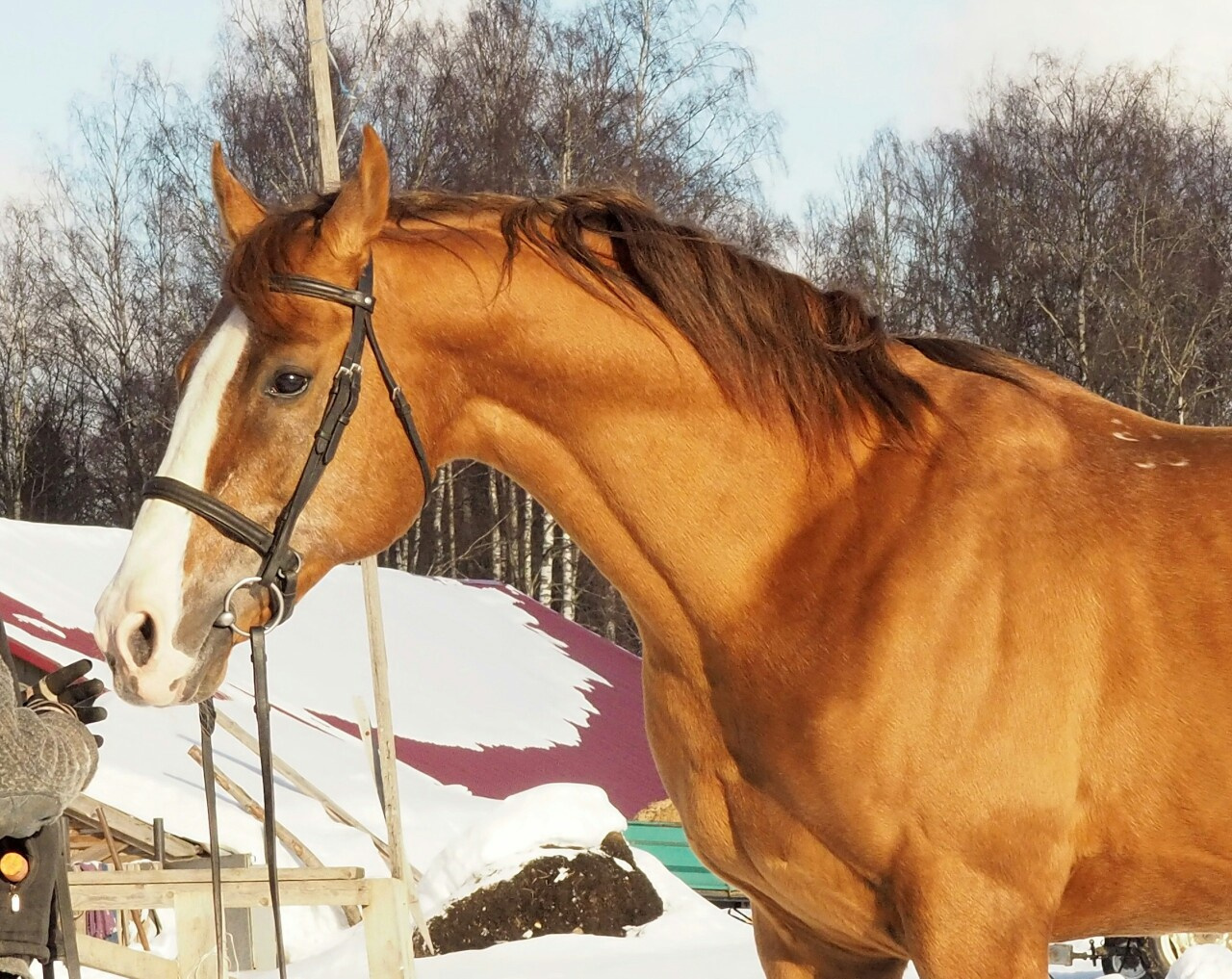 Будённовские лошади