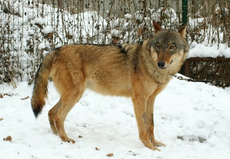 Чехословацкий влчак