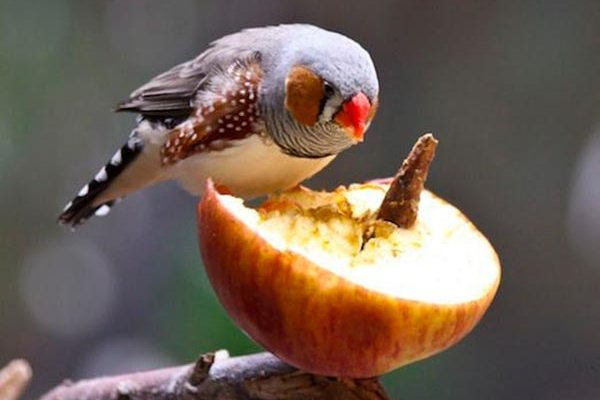 Чем и как кормить птиц амадинов