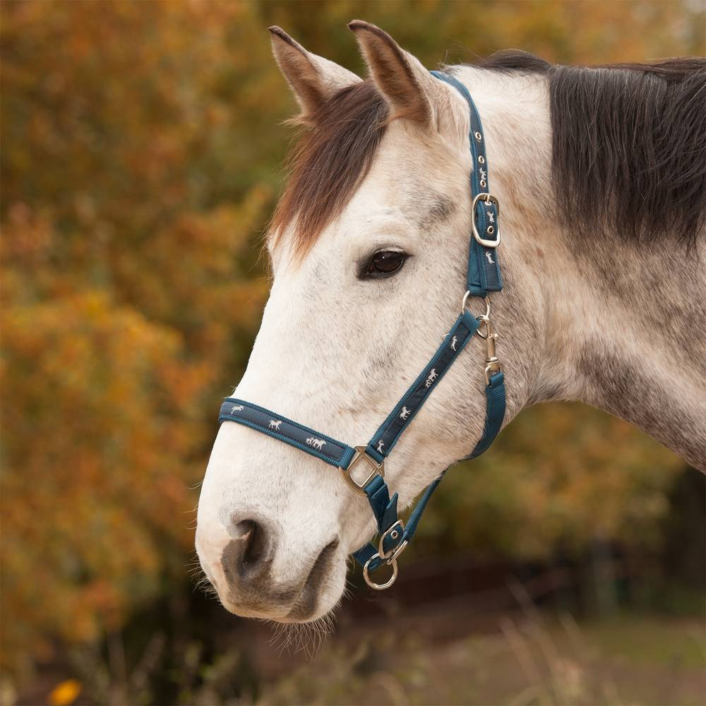 Что такое уздечка и недоуздок для лошади?