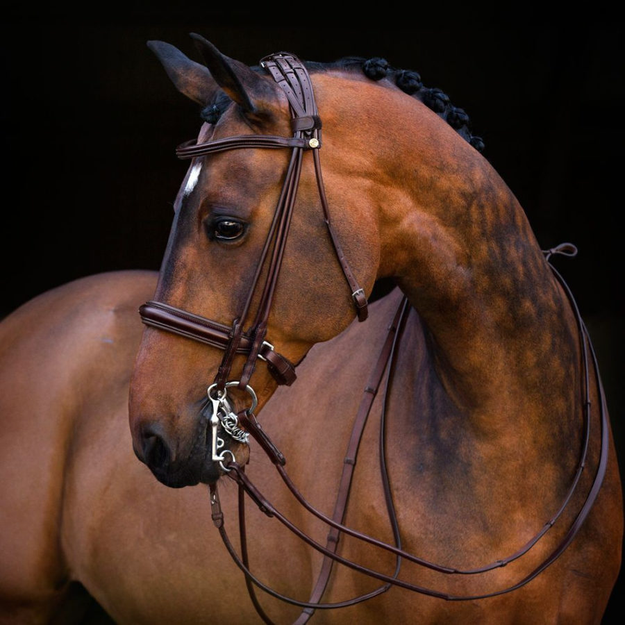 Что такое уздечка и недоуздок для лошади?