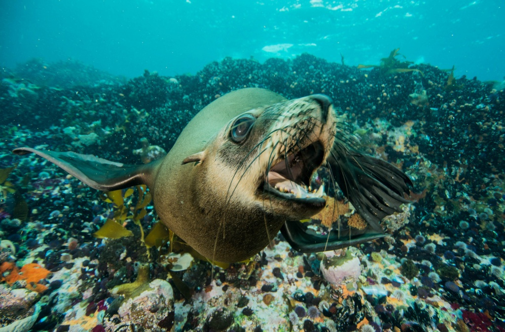Фотографии морских животных